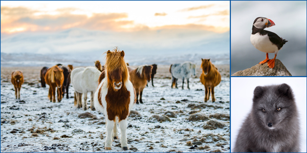 <span>Photogenic Wildlife:</span> Icelandic horses gather in a snowy field; a puffin surveys it’s surroundings from a rock perch; and a grey Arctic fox sits in the snow.