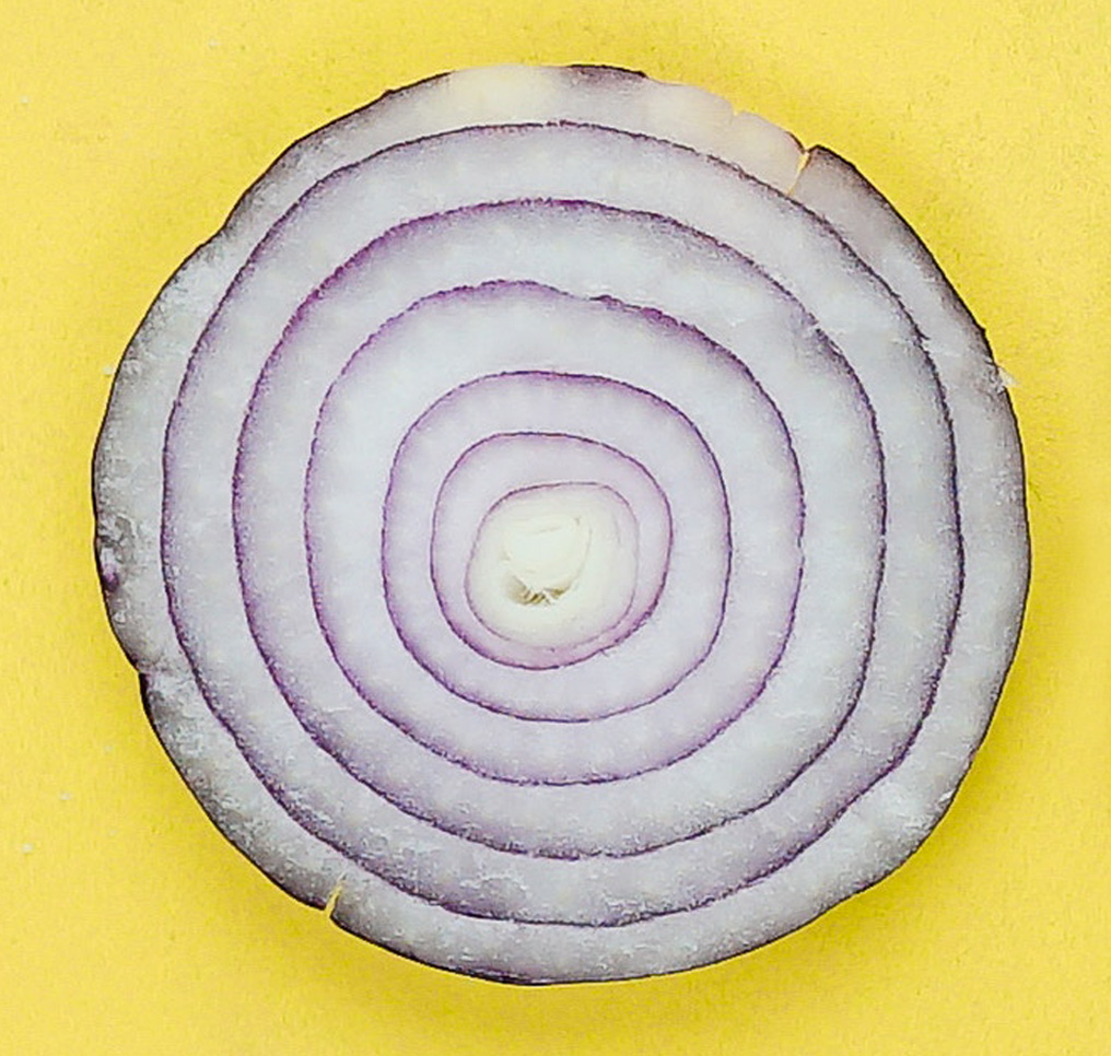 closeup of a purple onion slice